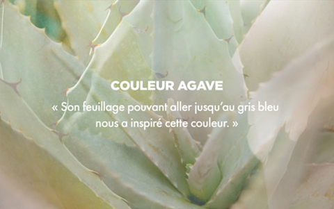 Couleur AGAVE -  Son feuillage pouvant aller jusqu'au gris bleu nous a inspir cette couleur. 