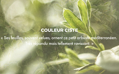 Couleur CISTE - « Ses feuilles souvent velues, ornent ce petit arbuste méditerranéen. Très répandu mais tellement ravissant. »