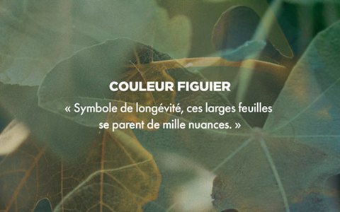 Couleur FIGUIER -  Symbole de longvit, ces larges feuilles se parent de mille nuances. 