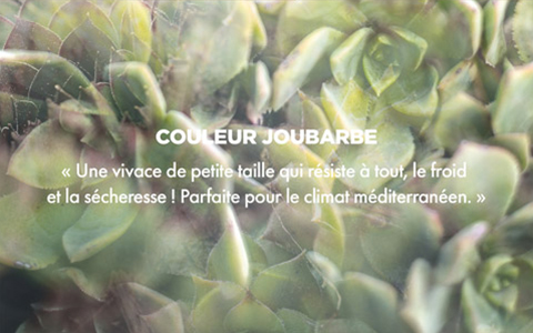 Couleur JOUBARBE - « Une vivace de petite taille qui résiste à tout, le froid et la sécheresse ! Parfaite pour le climat méditerranéen. »