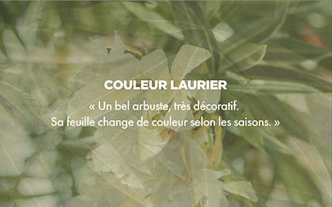 Couleur LAURIER -  Un bel arbuste trs dcoratif. Sa feuille change de couleur selon les saisons. 
