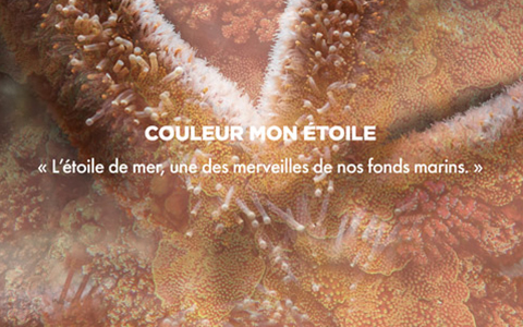 Couleur MON ÉTOILE - « L'étoile de mer, l'une des merveilles de nos fonds marins. »