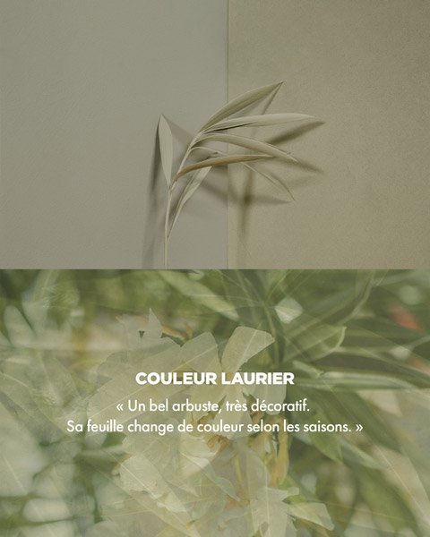 Couleur LAURIER - « Un bel arbuste très décoratif. Sa feuille change de couleur selon les saisons. »