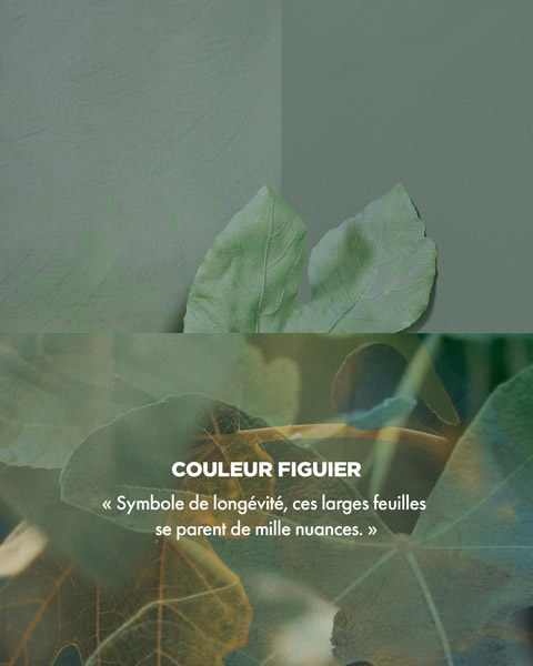 Couleur FIGUIER - « Symbole de longévité, ces larges feuilles se parent de mille nuances. » Couleur FIGUIER - « Symbole de longévité, ces larges feuilles se parent de mille nuances. »