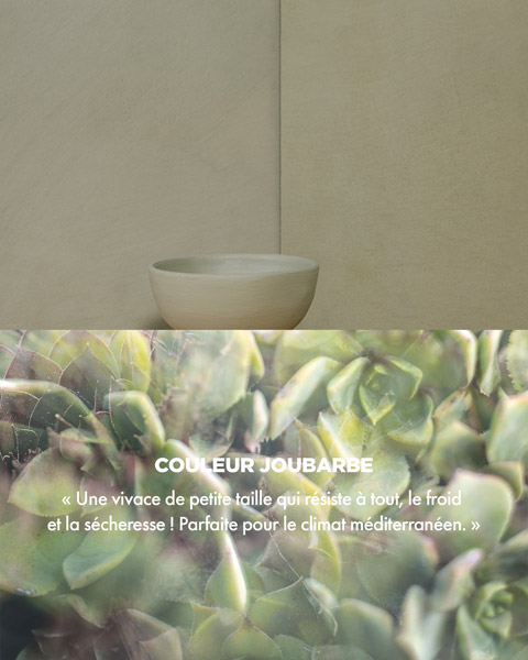 Couleur JOUBARBE - « Une vivace de petite taille qui résiste à tout, le froid et la sécheresse ! Parfaite pour le climat méditerranéen. »